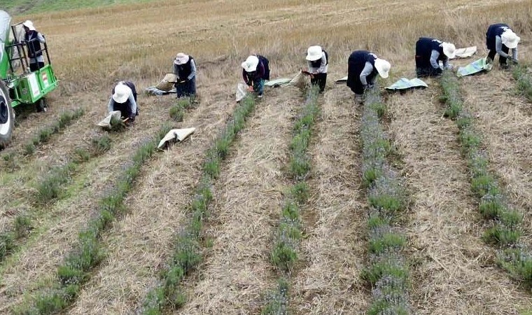 22 dekarlık alanda yetişti: 'Bu yılın en güzel mahsulü'