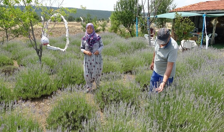 9 yıl önce hobi amacıyla kurduğu lavanta bahçesi şimdi gelir kapısı oldu