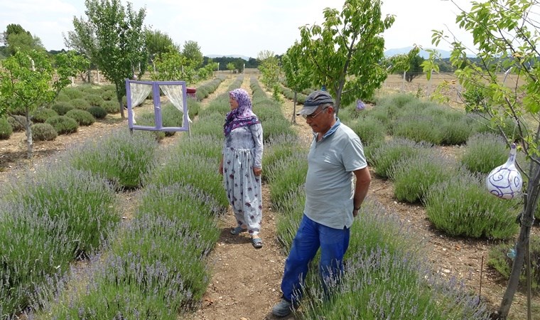 9 yıl önce hobi amacıyla kurduğu lavanta bahçesi şimdi gelir kapısı oldu