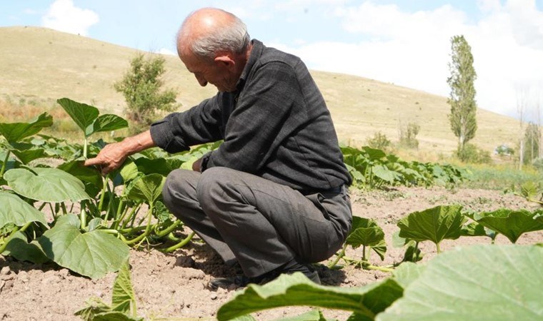 Adapazarı'na rakip Bayburt'tan çıktı: Ata tohumundan ekildi organik! Sonbaharda hasat edilecek....