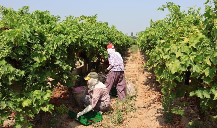 Osmanlı mutfağının sultanı hasat için gün sayıyor: 100 milyon dolar ihracat hedefleniyor