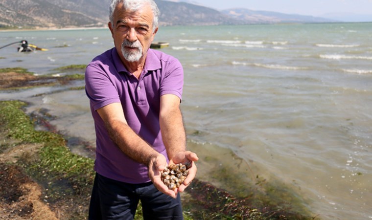 Eğirdir Gölü'nde tedirgin eden görüntü: Binlerce kabuklu su canlısı ölüsü kıyıya vurdu