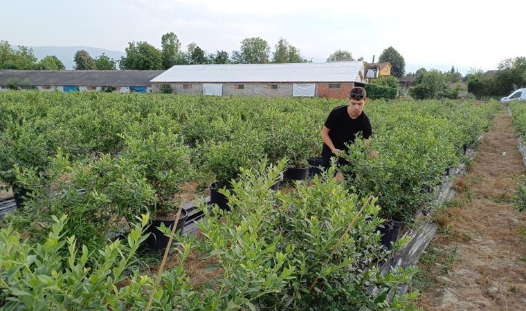 Üniversite öğrencisi tarafından ekildi: 3 yıl sonra ilk meyvesini verdi! İlk hasat meyveleri 350 TL'den satılıyor...