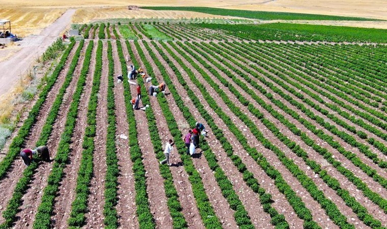 Eğitim hayatını bırakıp, 50 dönüm arazide üretime başladı! İlk hasadını yaptı: Tarlada 10 lira...