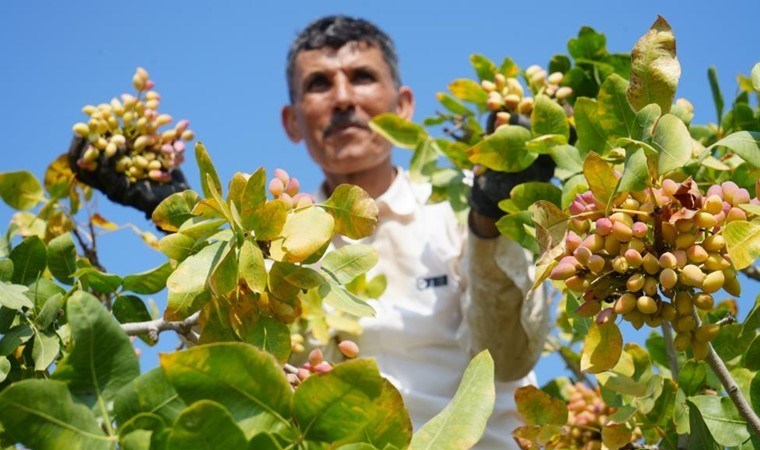 Fiyatı altın ile yarışıyor! Sınırın sıfır noktasında hasadı başladı...