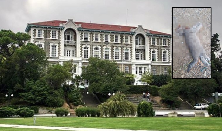 Boğaziçi Üniversitesi’nde korkunç olay: Kafası kesik yavru kedi bulundu