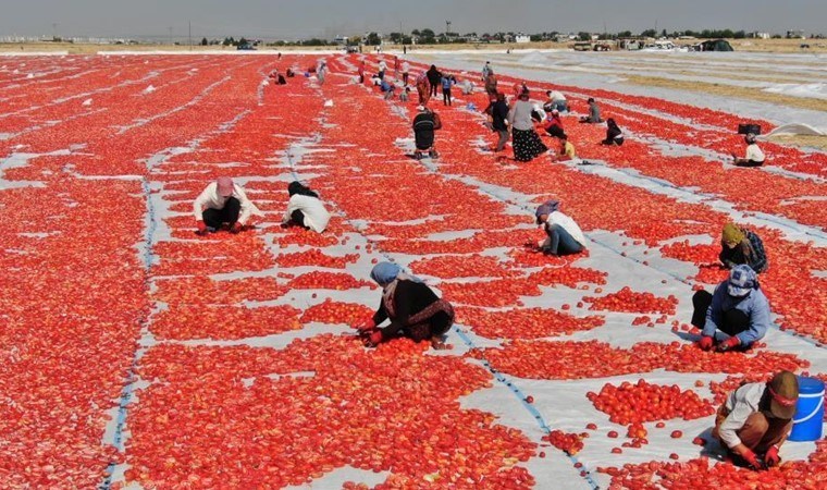 İtalyanların pizza sosu Diyarbakır'dan: Önce tuzlanıyor sonra 10 gün boyunca güneşin altında bekletiliyor...