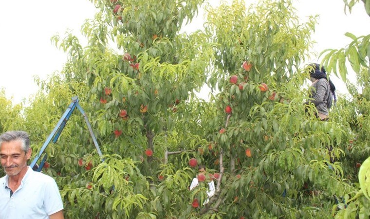 Sakarya Vadisi'nde hasat başladı: Hedef 41 ton...