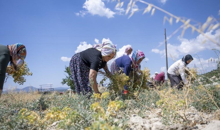 Türküler eşliğinde hasat: 355 dekar alanda ekiliyor...