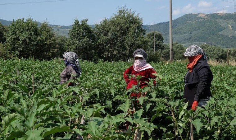 Orhangazi Ovası'nda hasat zamanı: Tarlada 10 kilosu lira....