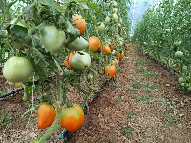 Dalları bile taşıyamıyor! Hobi amacıyla başlamıştı şimdi dev domatesler üretiyor...