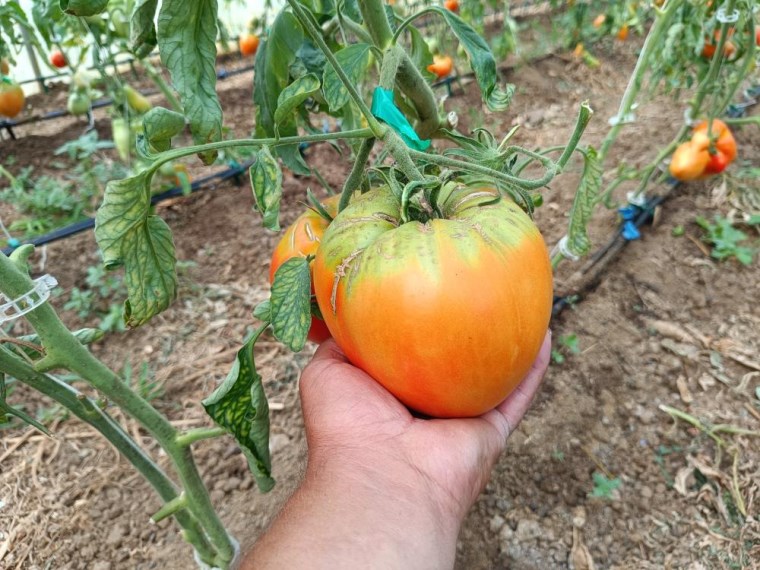 Dalları bile taşıyamıyor! Hobi amacıyla başlamıştı şimdi dev domatesler üretiyor...