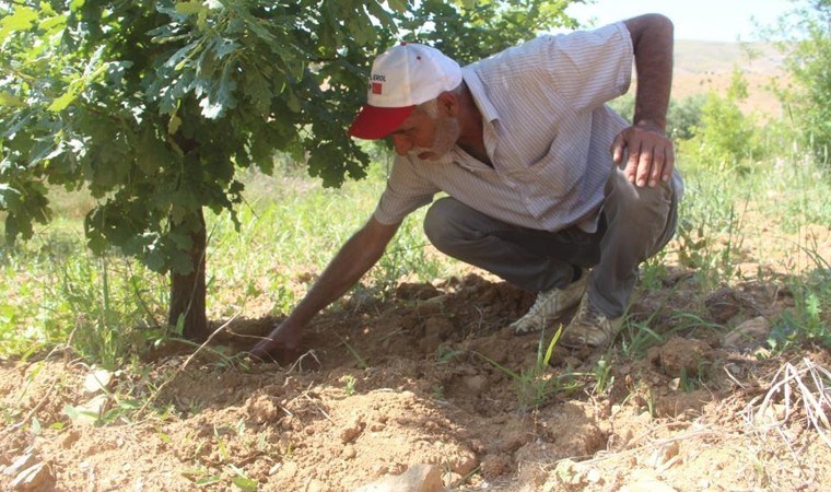 6 yıl önce ekilmişti, ilk hasadı yapıldı! 15 bin liraya satılacak....