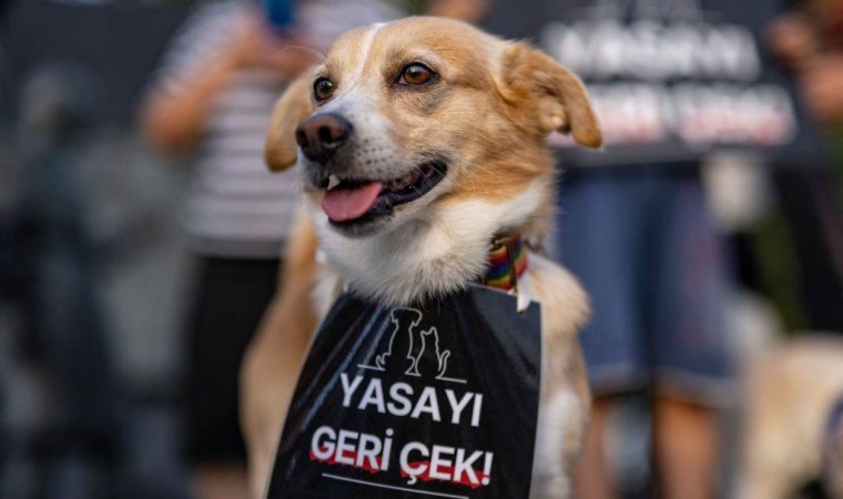 Sokak köpeklerine ötanazi teklifi görüşmeleri öncesinde Meclis’e ziyaretçi yasağı getirildi