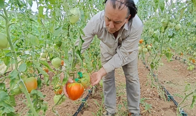 Dalları bile taşıyamıyor! Hobi amacıyla başlamıştı şimdi dev domatesler üretiyor...