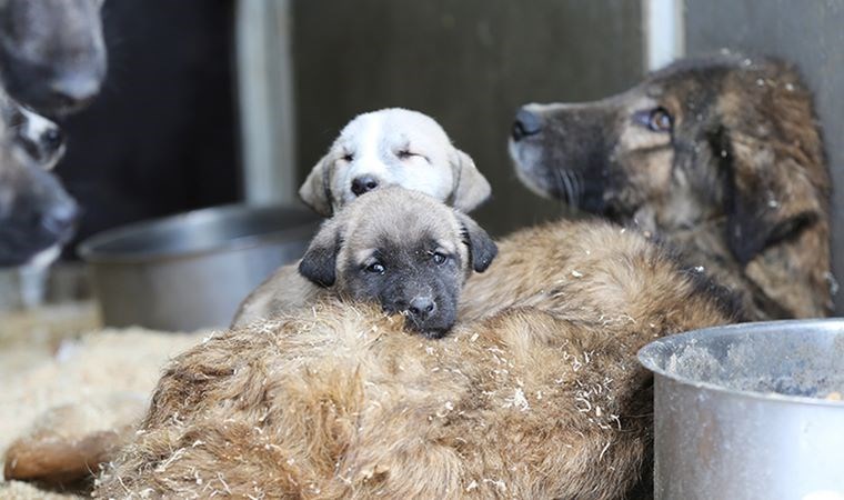 Sanatçılar Girişimi'nden çağrı: 'Köpek katliamı derhal durdurulmalı'