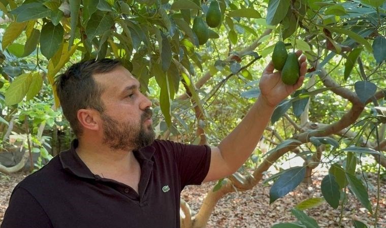 Antalya'da hasat hırsızlığı: Avokado pazarı kapanıyor