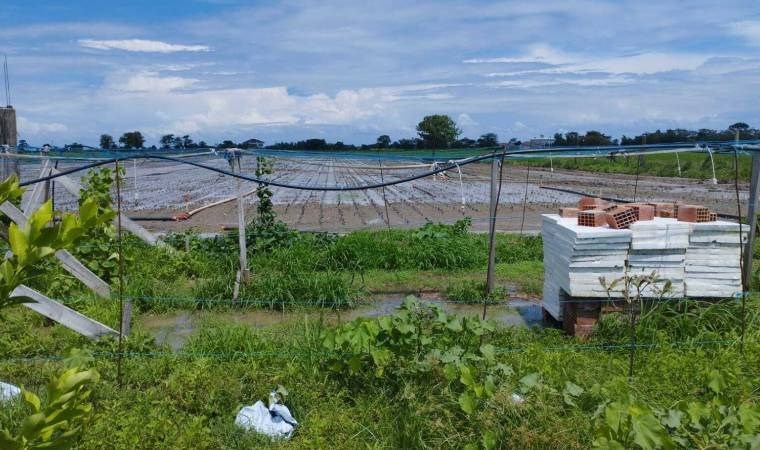 Samsun'da kuvvetli yağış tarım alanlarına zarar verdi: Herhangi bir önlem alınmamış