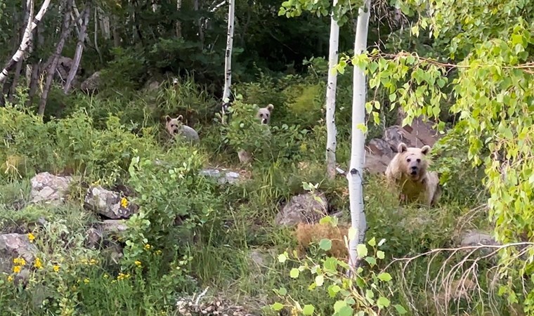 Pikniğe giden aile ayılarla karşılaştı: Kurdukları sofrayı bırakıp kaçtılar