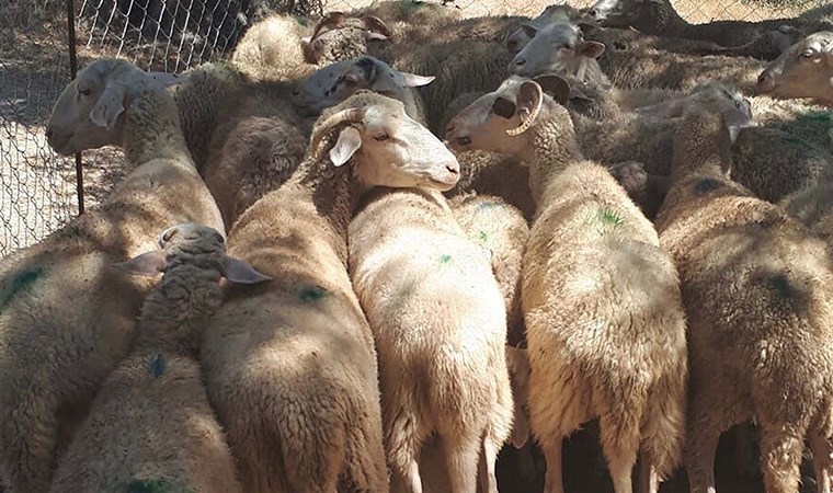 Muğla'da 30 koyun zehirlenerek öldürüldü