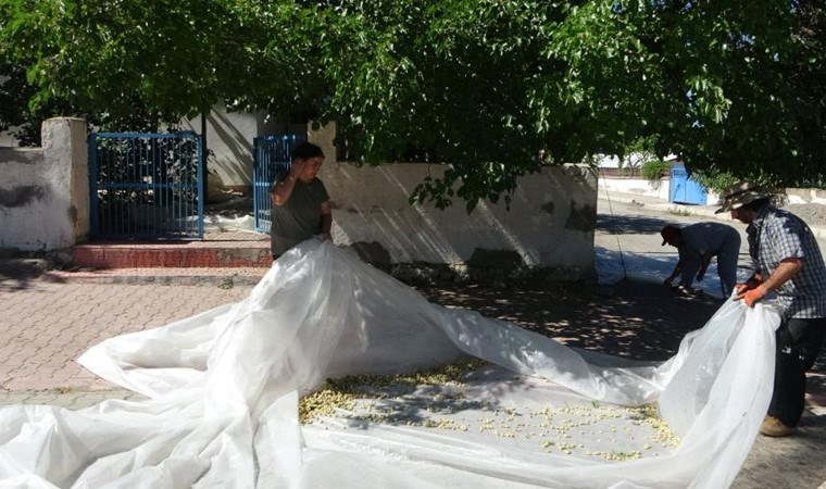 Malatya'da dutun zahmetli yolculuğu başladı: Kilosu 200 TL...