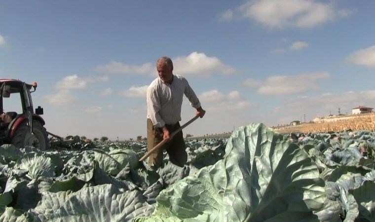 Niğde'de lahana hasadı başladı: 132 bin 155 ton rekolte bekleniyor