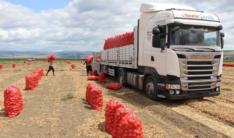 Amasya'da hasat vakti: Bir haftada kilosu 12 TL'den 6 TL'ye düştü