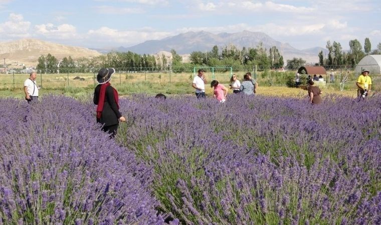 20 dönümlük arazide tıbbi bitkilerin hasadı başladı: Rengarenk görüntülere sahne oldu