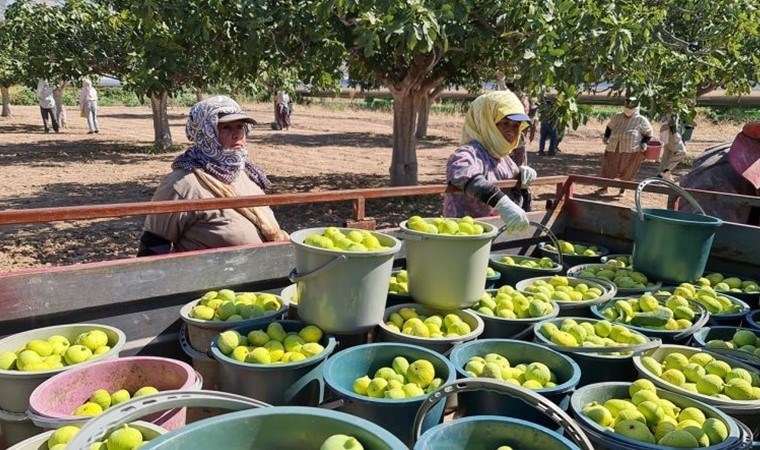 Buharkent’te hasat vakti erken geldi: Toptan ticaretinin yapıldığı tek nokta...