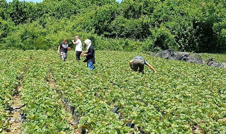 Türkiye'de ilk defa ekildi: Hasadını müşteri yapıyor!