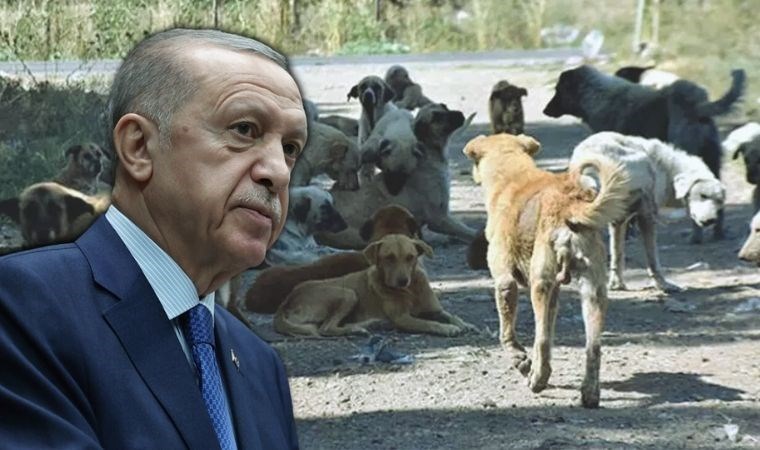 AKP Grup Başkanvekili Erdoğan'a 'sokak hayvanları' raporunu sundu: 'Evvela insan ardından hayvan...'