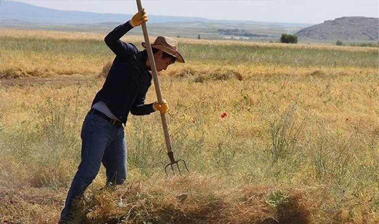 Çiftçinin yüzü gülmüyor! Hububatta rekolte düştü