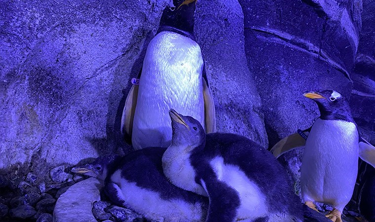 İstanbul'da gentoo türü dört penguen dünyaya geldi