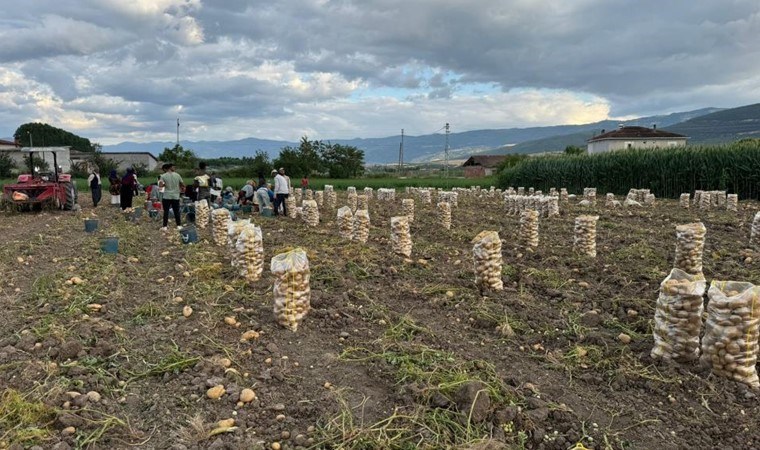 Niksar’da yerli patates hasadı yapıldı: Tonu 4 Bin 500 TL'den sattık...