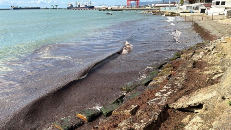 Marmara Denizi'nde poyraz etkili oluyor: Sahil kırmızı yosunla kaplandı!