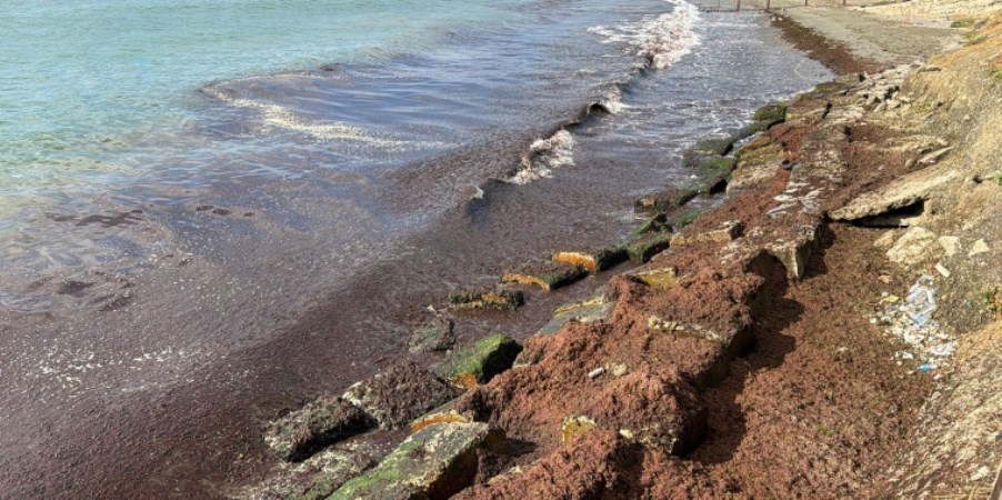 Marmara Denizi'nde poyraz etkili oluyor: Sahil kırmızı yosunla kaplandı!