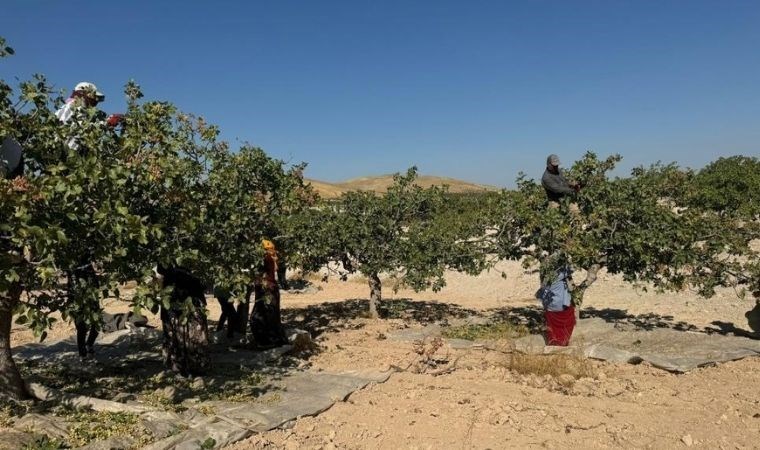 Şanlıurfa'da 'yeşil altın' hasadı başladı: Tarlada 200 TL'ye satılıyor