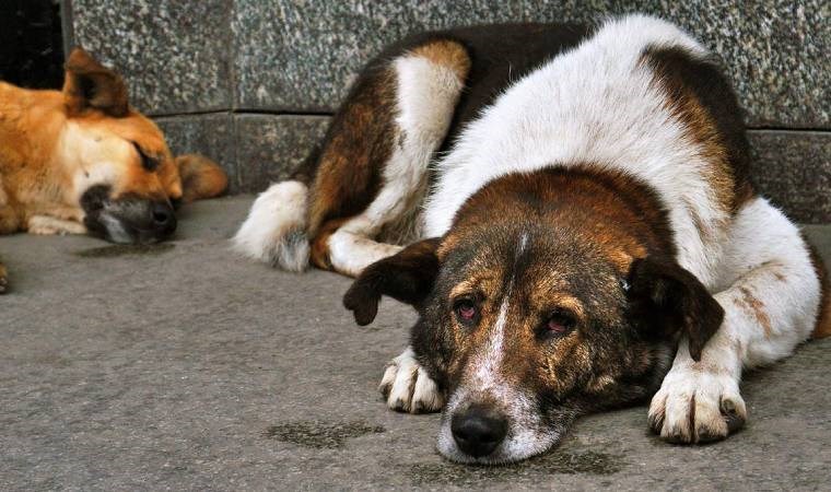 Uzmanlar açıkladı: Köpeğiniz depresyonda olabilir