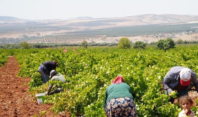 Sınırın sıfır noktasında hasat başladı: Tarlada 16, markette 40 TL - Son Dakika Yaşam Haberleri | Cumhuriyet