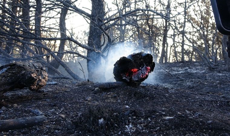 Yozgat'ta ormanlık alandaki yangınla ilgili 2 şüpheli gözaltına alındı