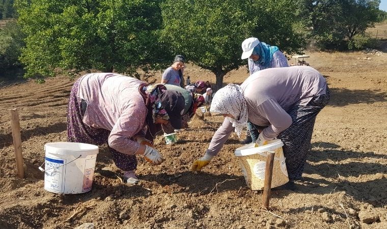 Dünyanın en pahalı baharatı Karabük'te ekildi: 250 bin TL