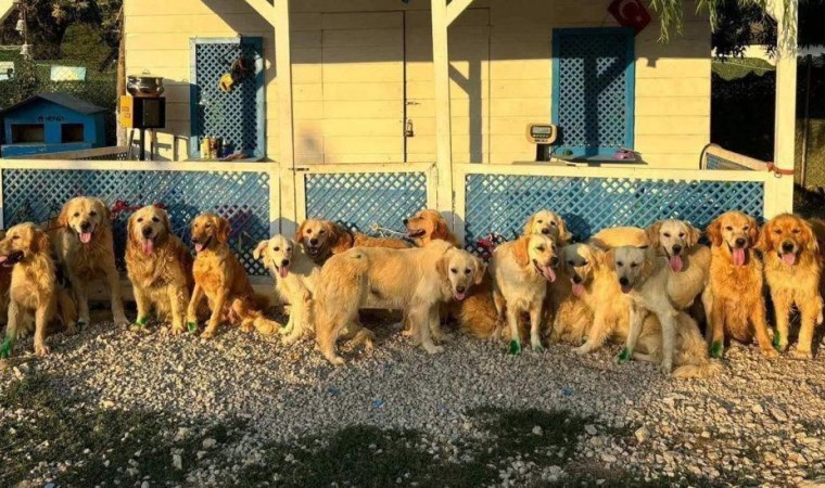 İngiltere'de bir yardım kuruluşu Türkiye'deki sokak köpekleri için 'kurtarma projesi' yürütüyor