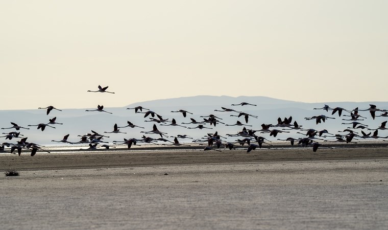 Tuz Gölü, 5 bin yavru flamingoya ev sahipliği yapıyor