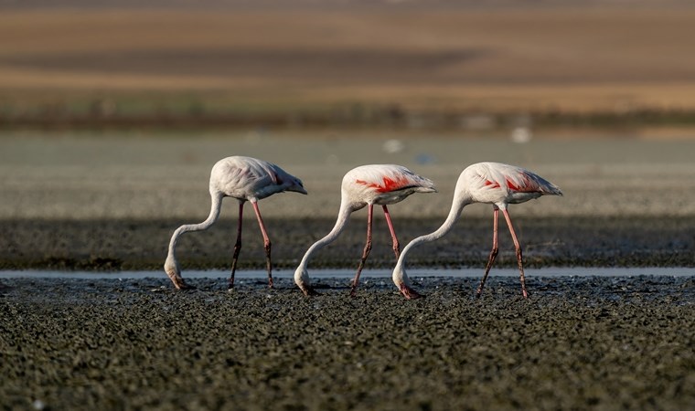 Tuz Gölü, 5 bin yavru flamingoya ev sahipliği yapıyor