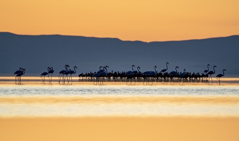 Tuz Gölü, 5 bin yavru flamingoya ev sahipliği yapıyor