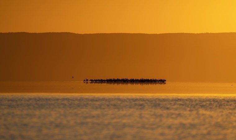 Tuz Gölü, 5 bin yavru flamingoya ev sahipliği yapıyor