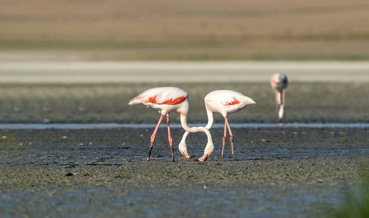 Tuz Gölü, 5 bin yavru flamingoya ev sahipliği yapıyor