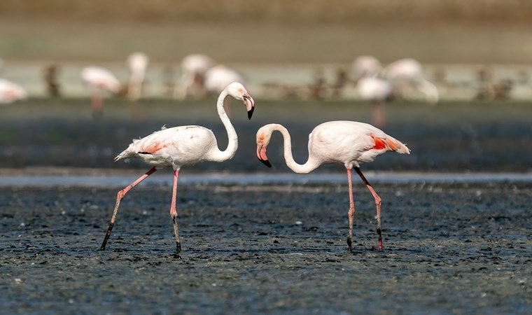 Tuz Gölü, 5 bin yavru flamingoya ev sahipliği yapıyor