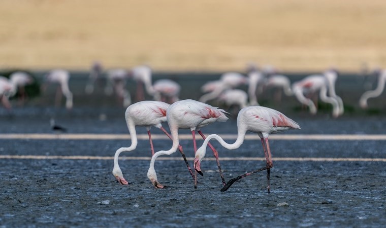 Tuz Gölü, 5 bin yavru flamingoya ev sahipliği yapıyor