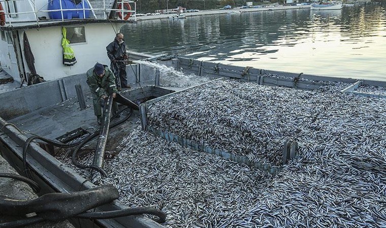 Hamsinin toplam avlanabilir miktarı 400 bin ton olarak belirlendi